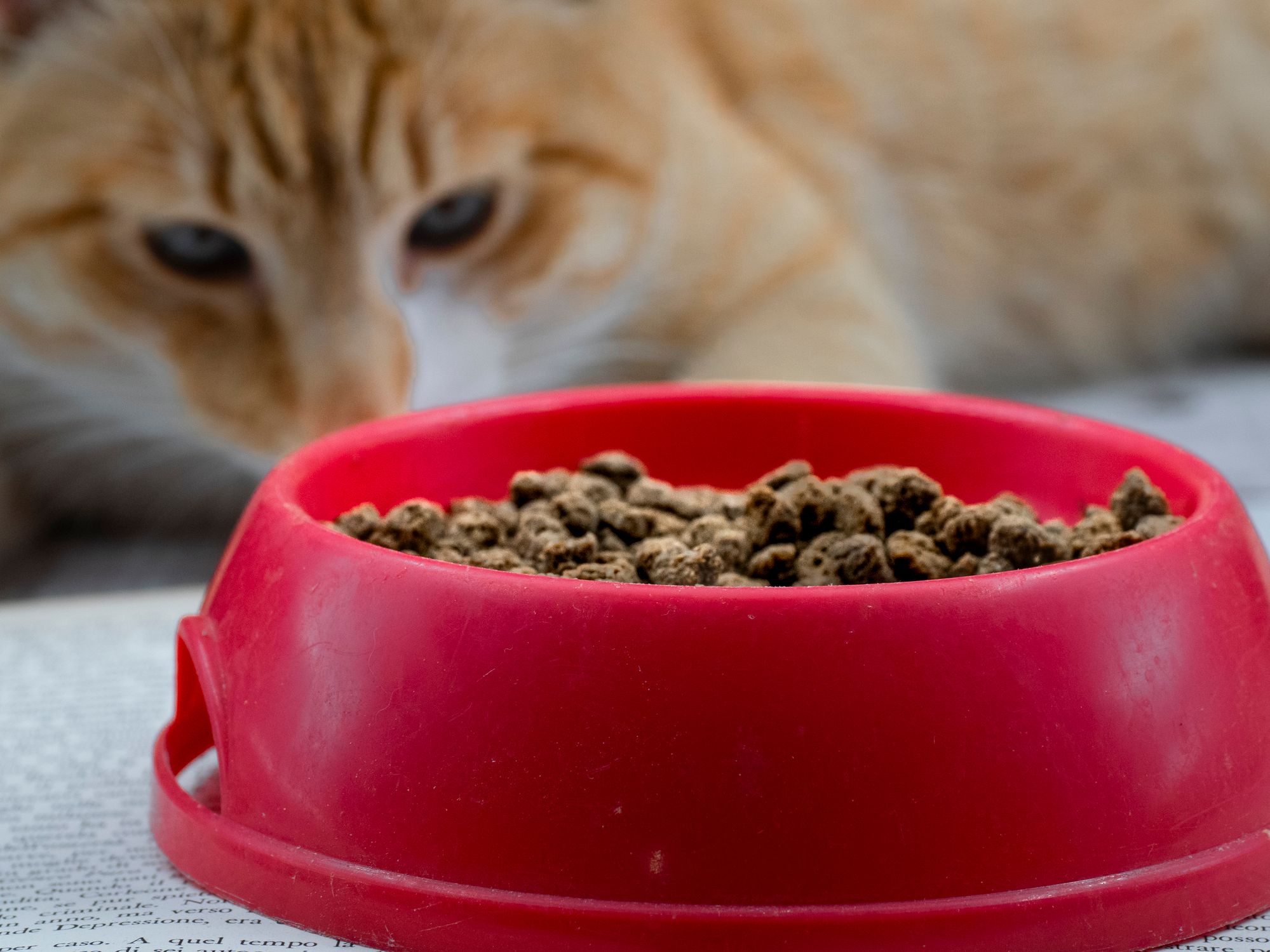 Katzen- und Hunde-Futter der Marke 