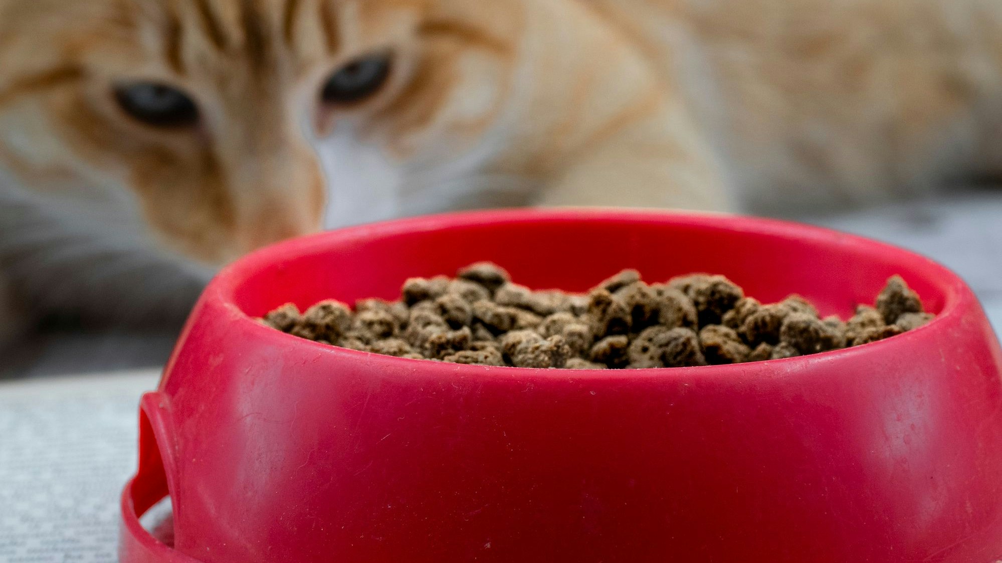 A small bowl of kibble for a ginger cat