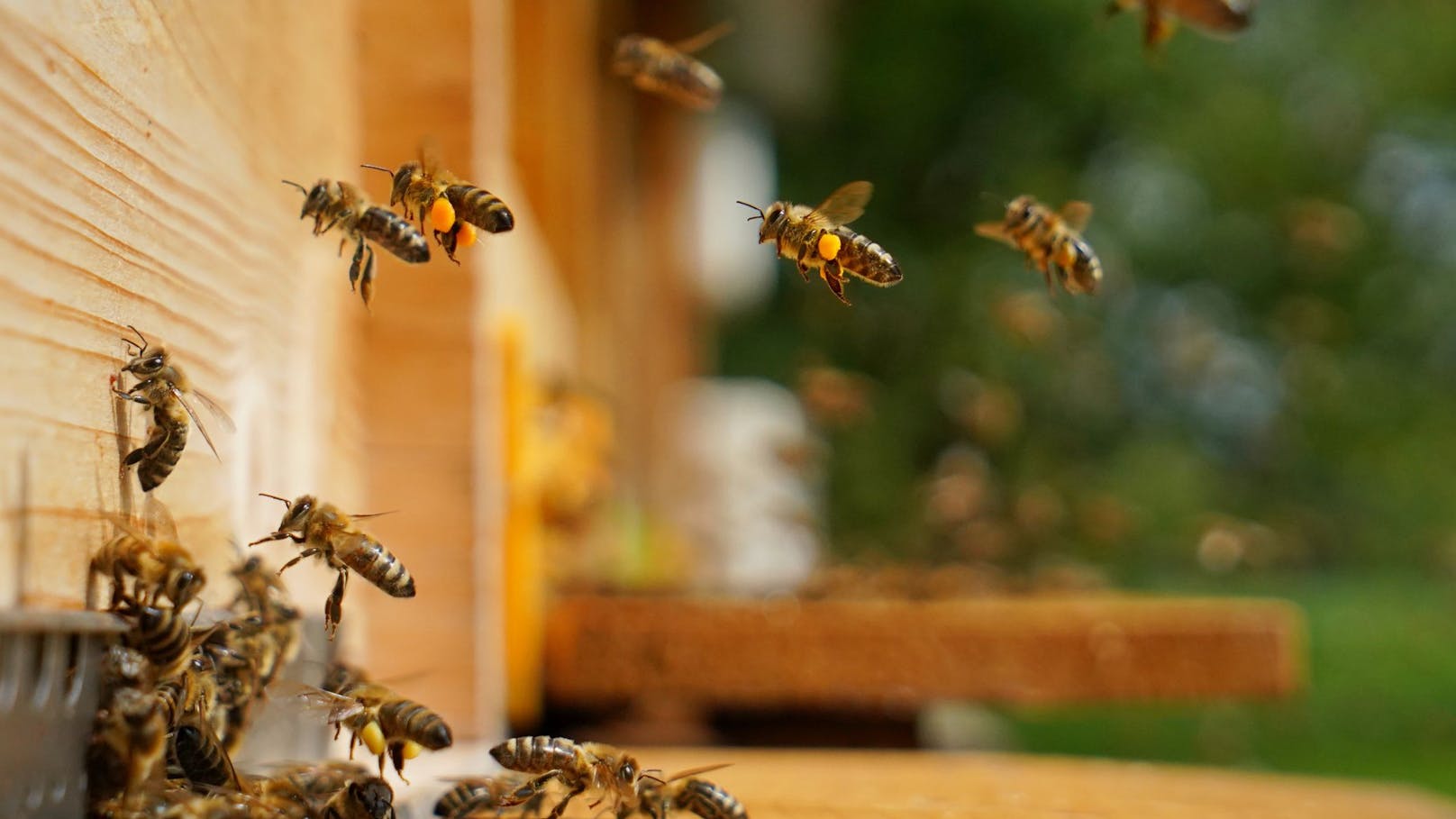 Immer weniger Bienen überleben den Winter