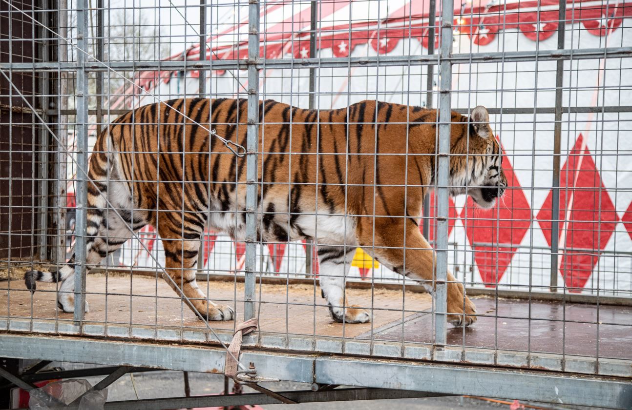 Die bengalischen Tiger 