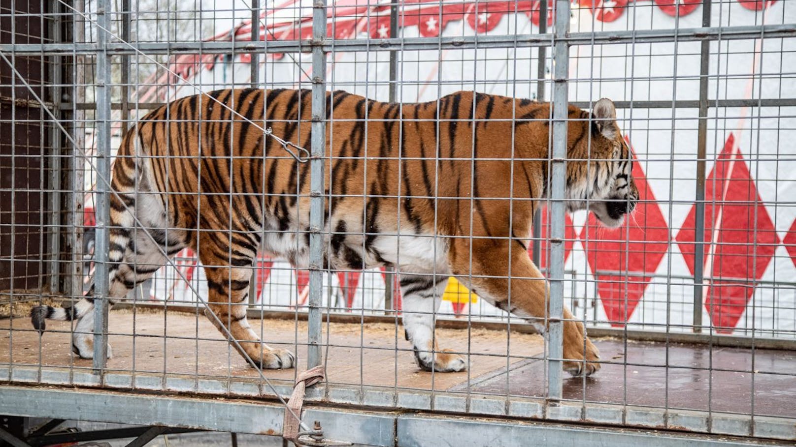 Gut Aiderbichl baut Tiger-Gehege in Rumänien