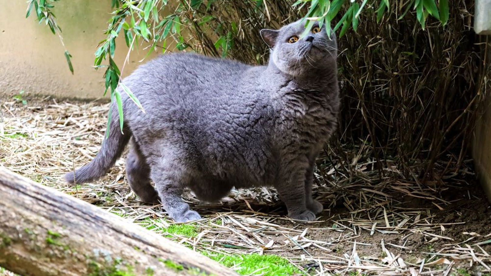 Die Britisch-Kurzhaar-Katze Ebony wird auf Diät gesetzt.