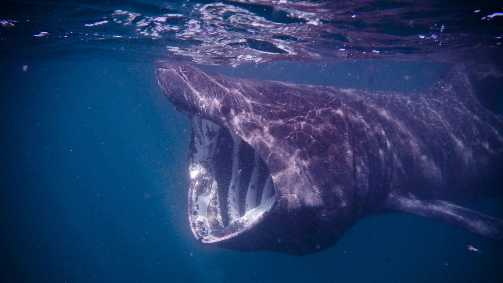Acht Meter langer Riesenhai bei Triest gesichtet