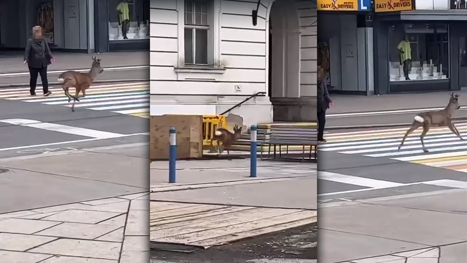 Das aufgescheuchte Reh hat sich offensichtlich verlaufen. 