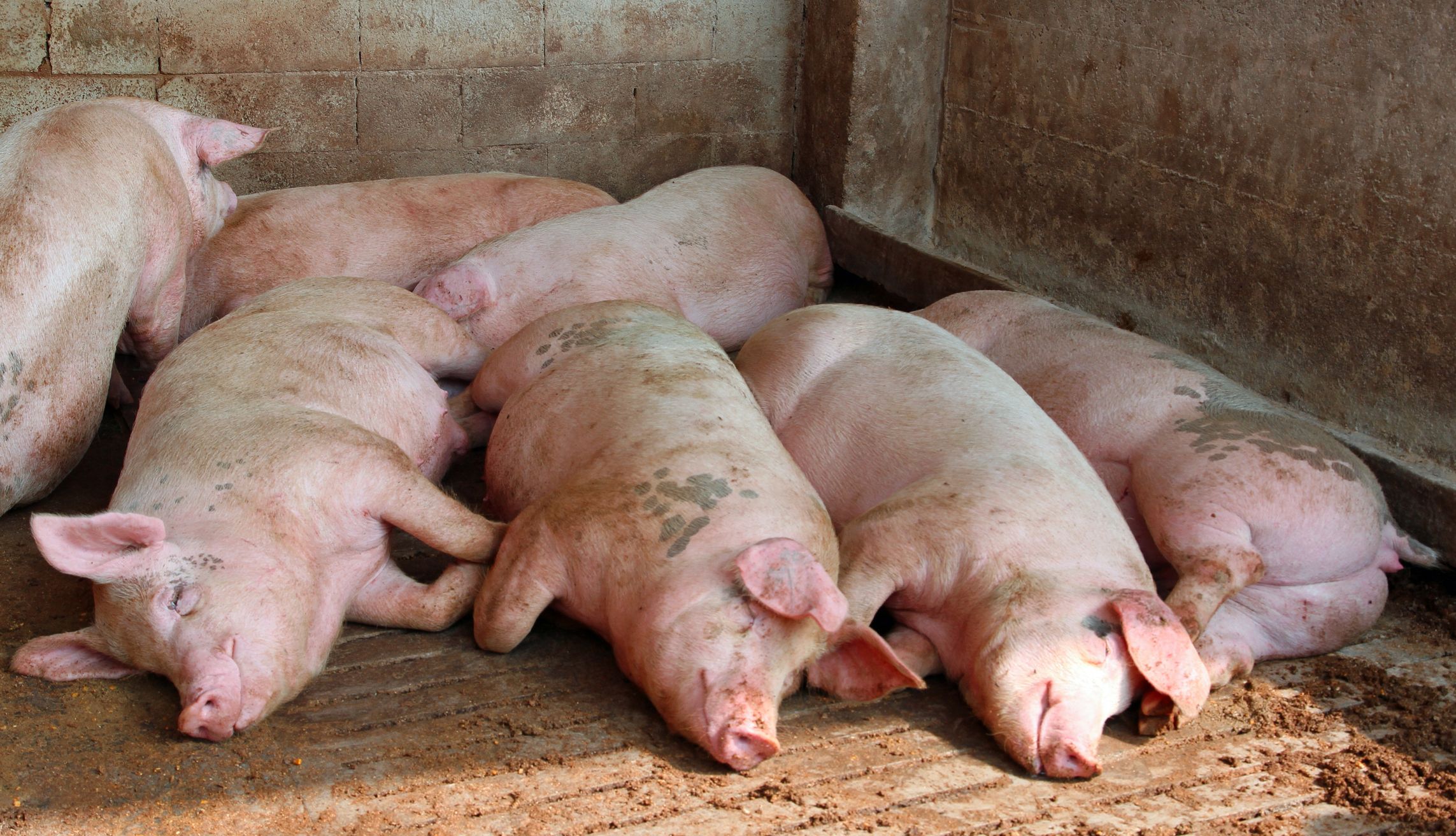 Noch ist nicht klar, wer für den Fall von Tierquälerei verantwortlich ist. (Symbolbild: Schlafende Schweine)