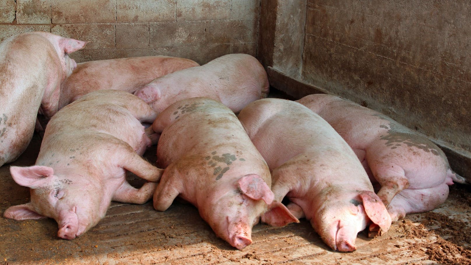 Unbekannte sabotierten Stall - Dutzende Schweine tot