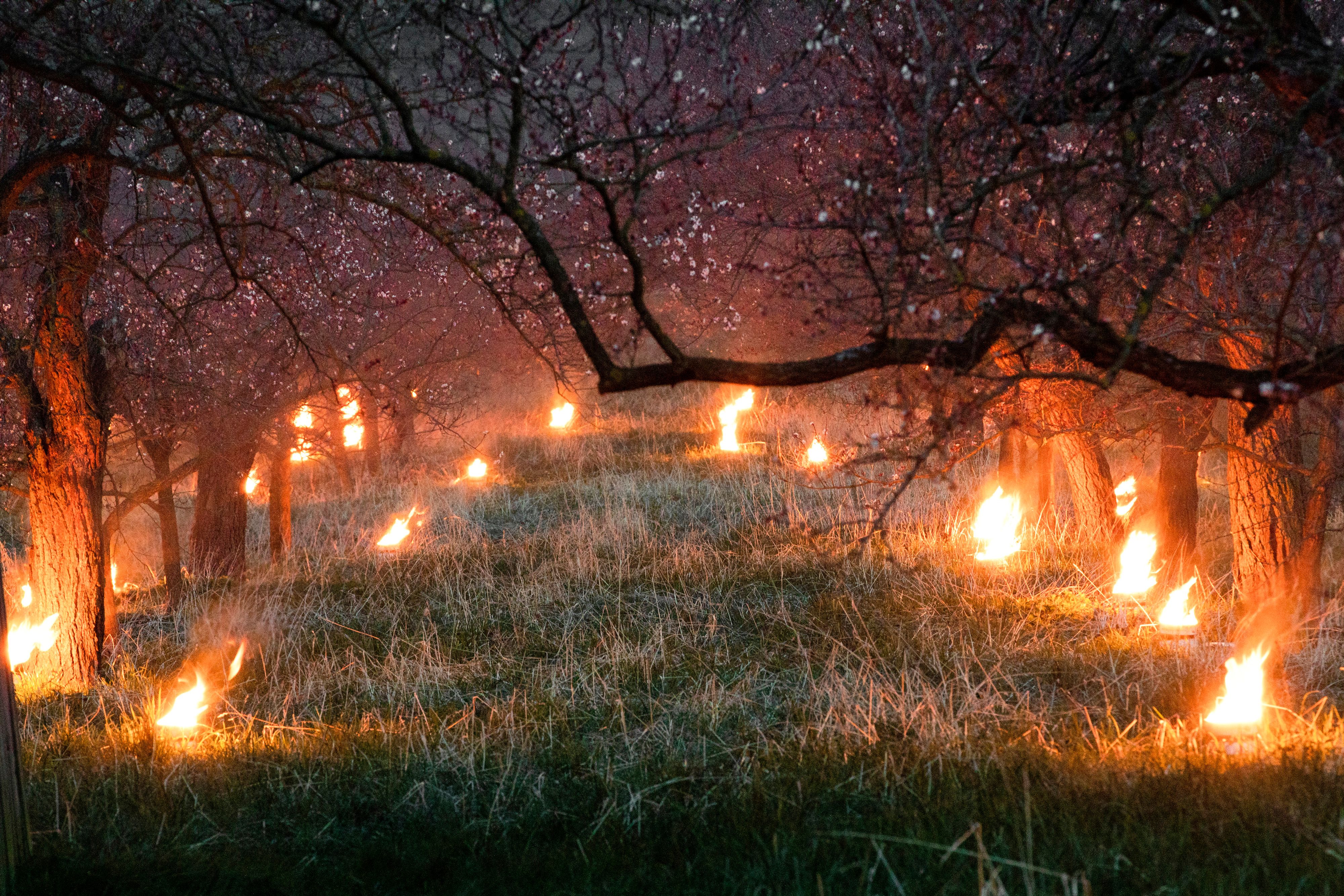 Heizkerzen zum Schutz der Wachauer Marillenblüte vor dem Nachtfrost. Archivbild.