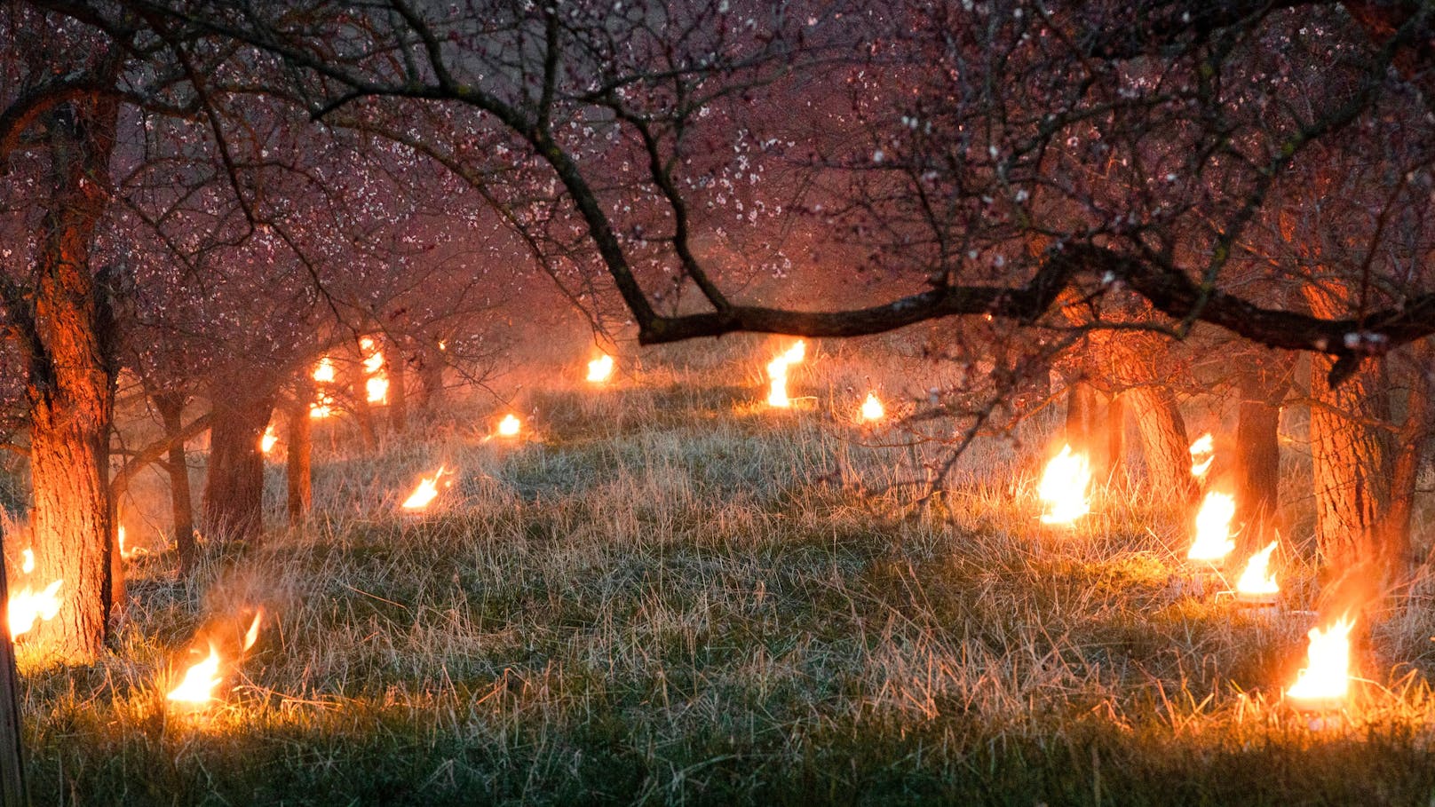 Heizkerzen zum Schutz der Wachauer Marillenblüte vor dem Nachtfrost. Archivbild.