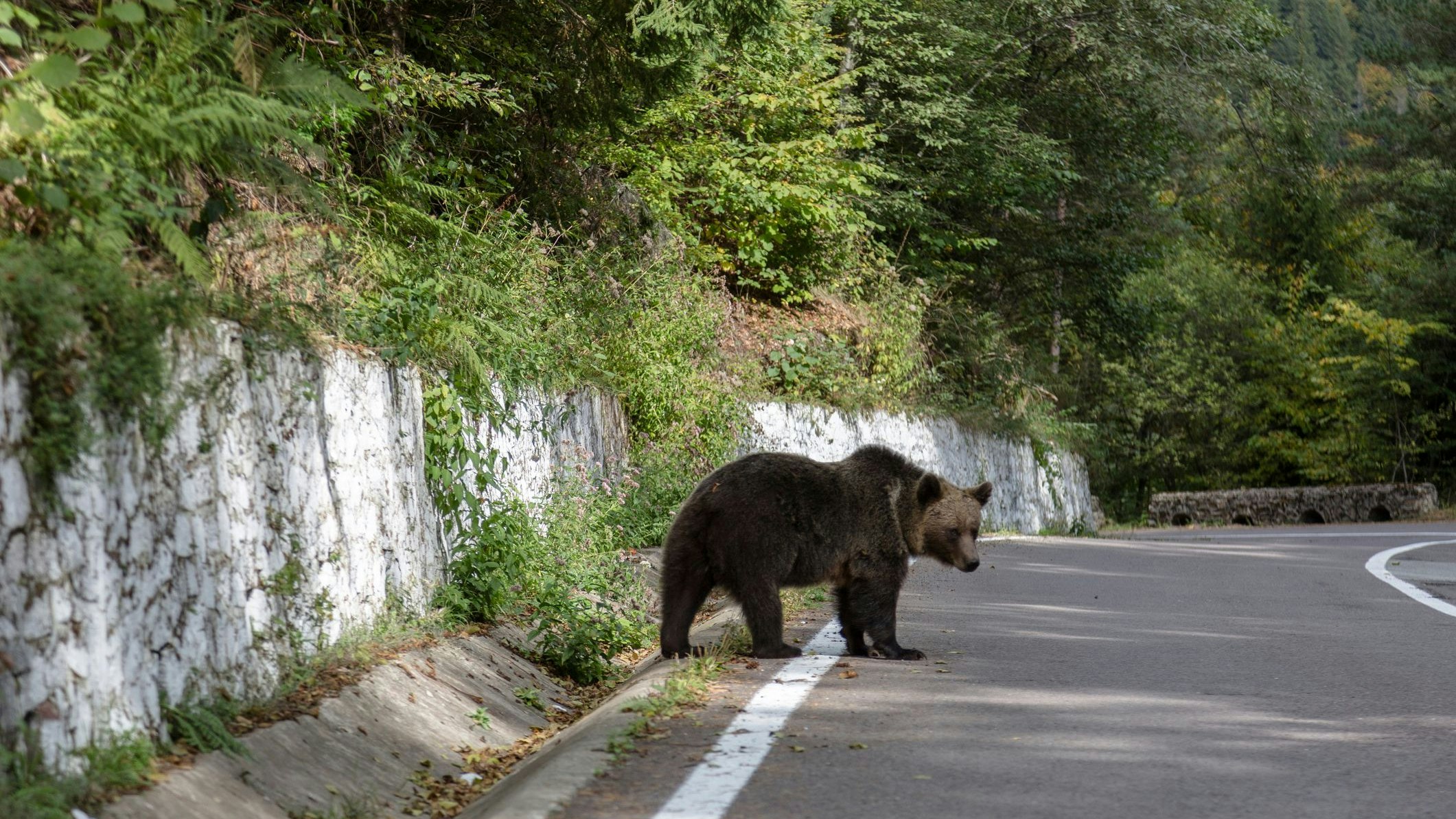 Foto eines jungen Braunbären auf einer Straße. Symbolbild.