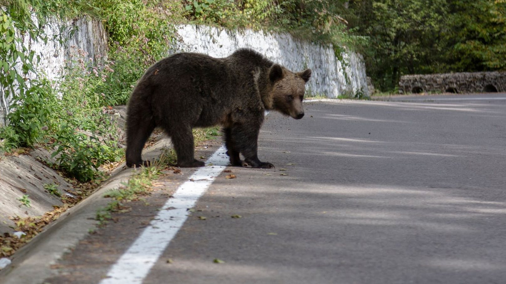 Tödliche Bären-Attacke – Stadt verhängt Notstand