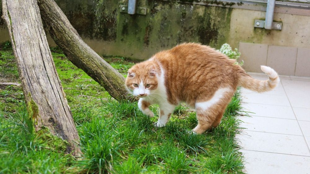 Auch der fünfjährige Kater Max fühlt sich im TiKo pudelwohl.