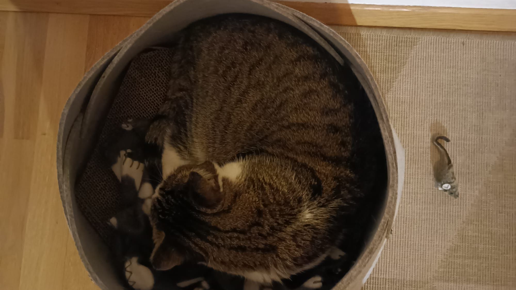 Eine "Schnecke".&nbsp;