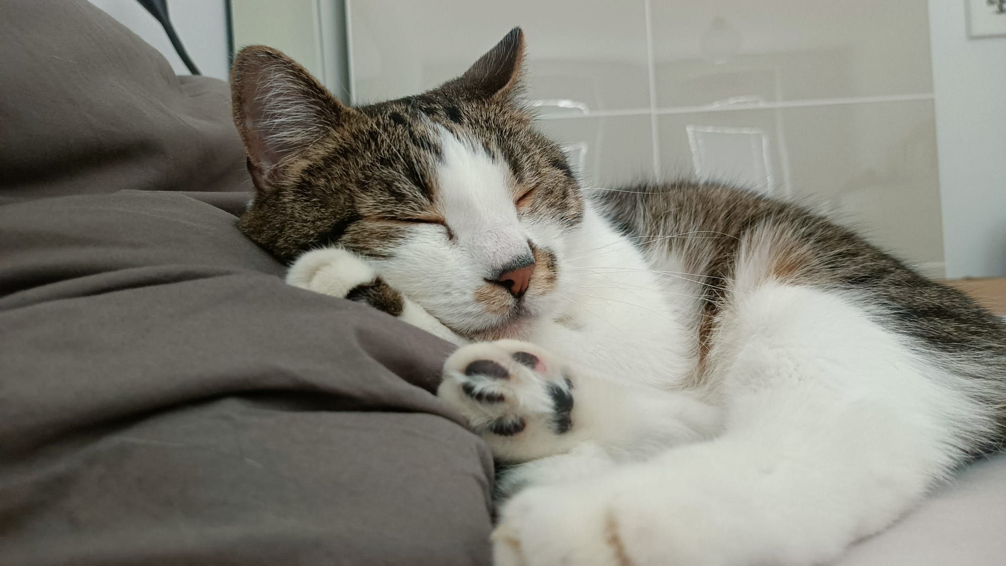 Da fühlt sich jemand schon richtig zu Hause. 