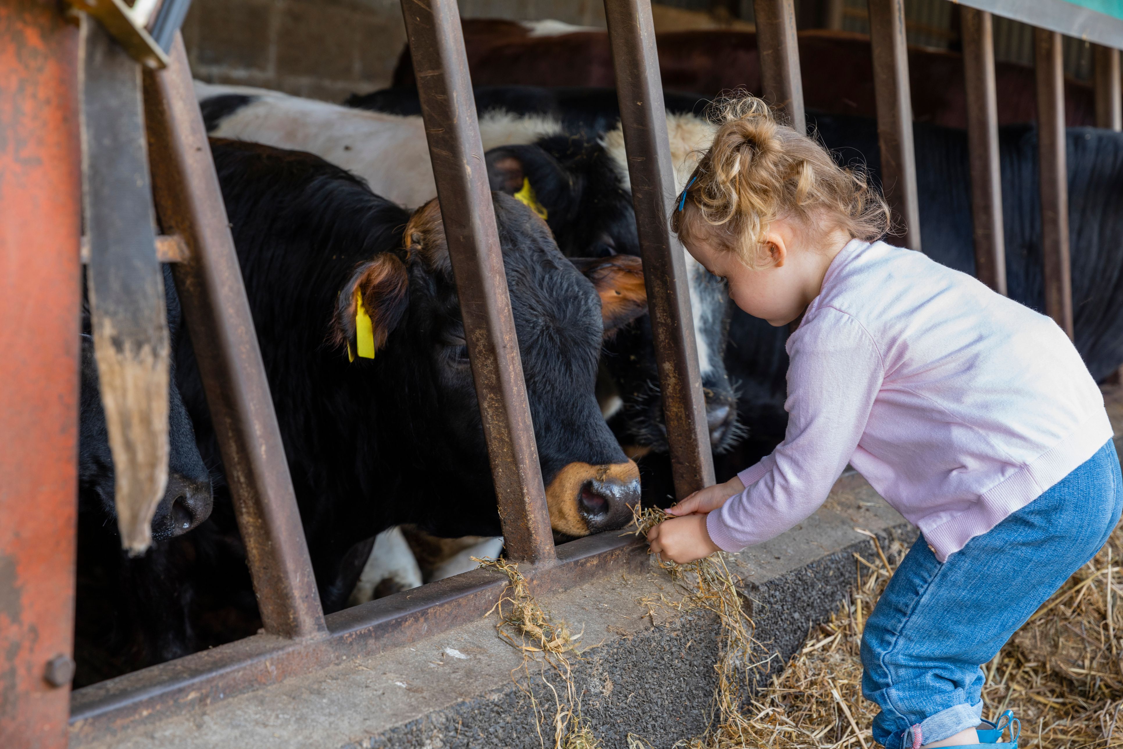 Es ist nicht ungewöhnlich, dass Kinder von Landwirten auf dem Hof mithelfen. Symbolbild.
