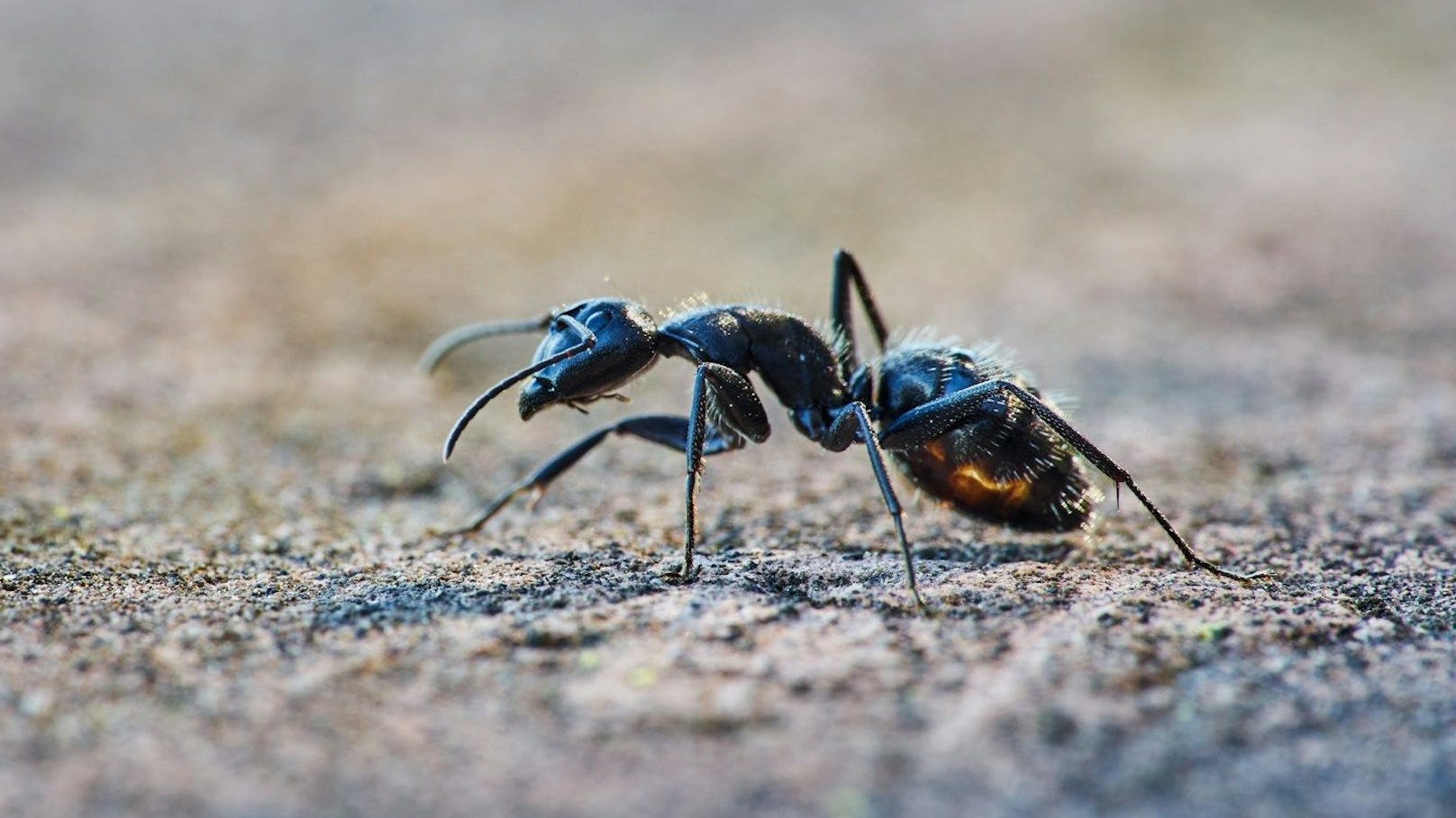 Karamell bis Urin – Forscher testen Ameisen-Geschmack