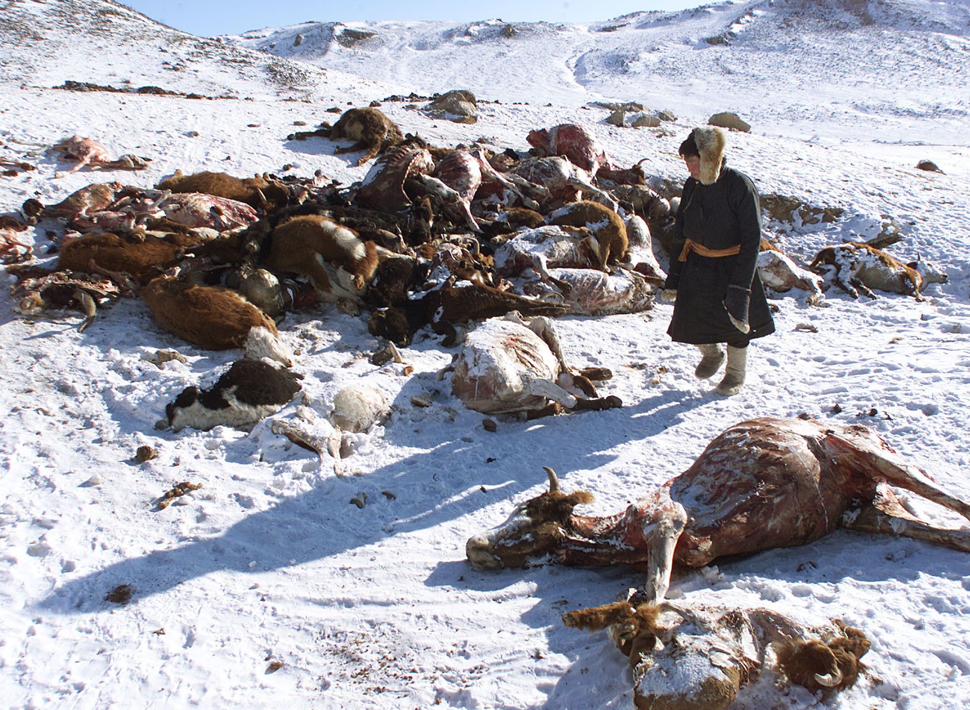 In der Mongolei sind in diesem Winter massenhaft Tiere gestorben, auch weil sie kein Futter mehr gefunden haben.