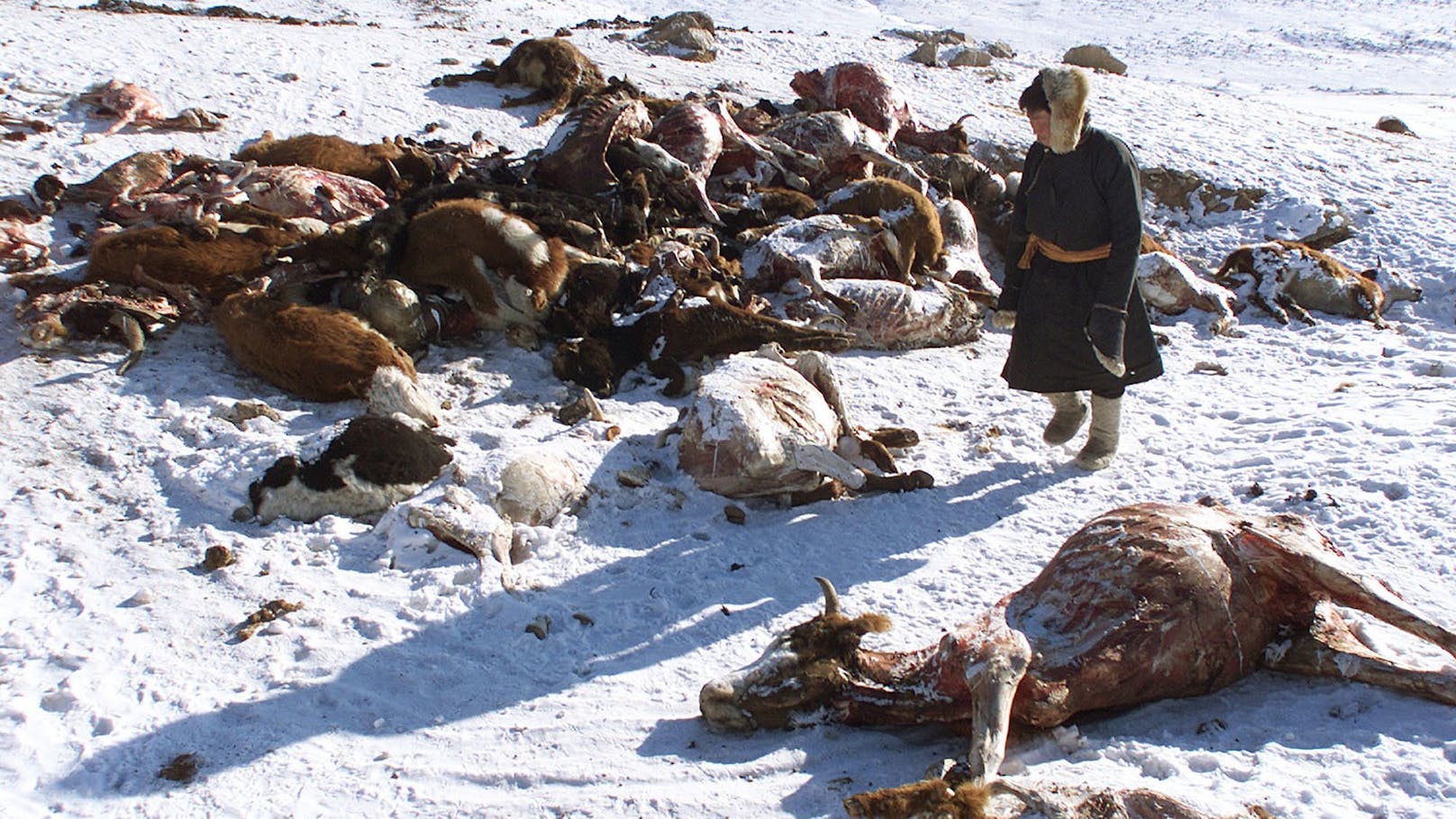 Fast fünf Millionen Tiere in der Mongolei verendet