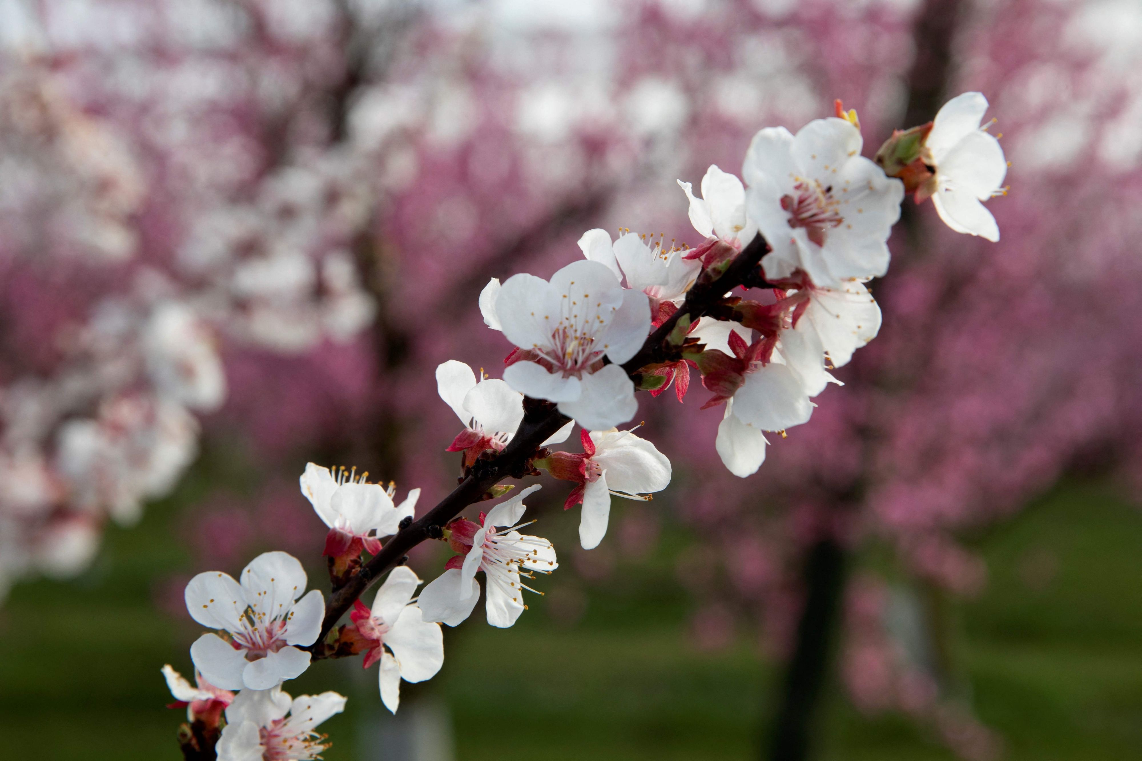 In den kommenden Tagen steigen die Temperaturen in Österreich an. (Symbolbild)