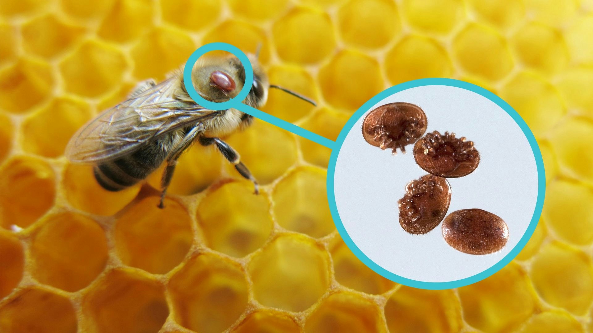 Wenn man ganz genau hinsieht, entdeckt man die Varroa-Milbe sogar. 