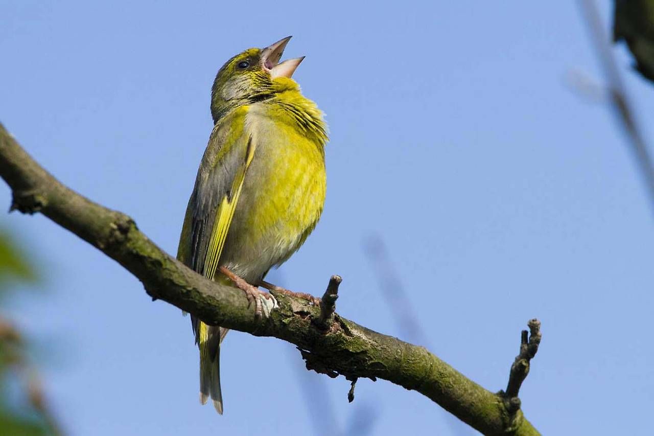 Vögel - wie dieser Grünling - müssen gerade in Städten immer lauter singen.