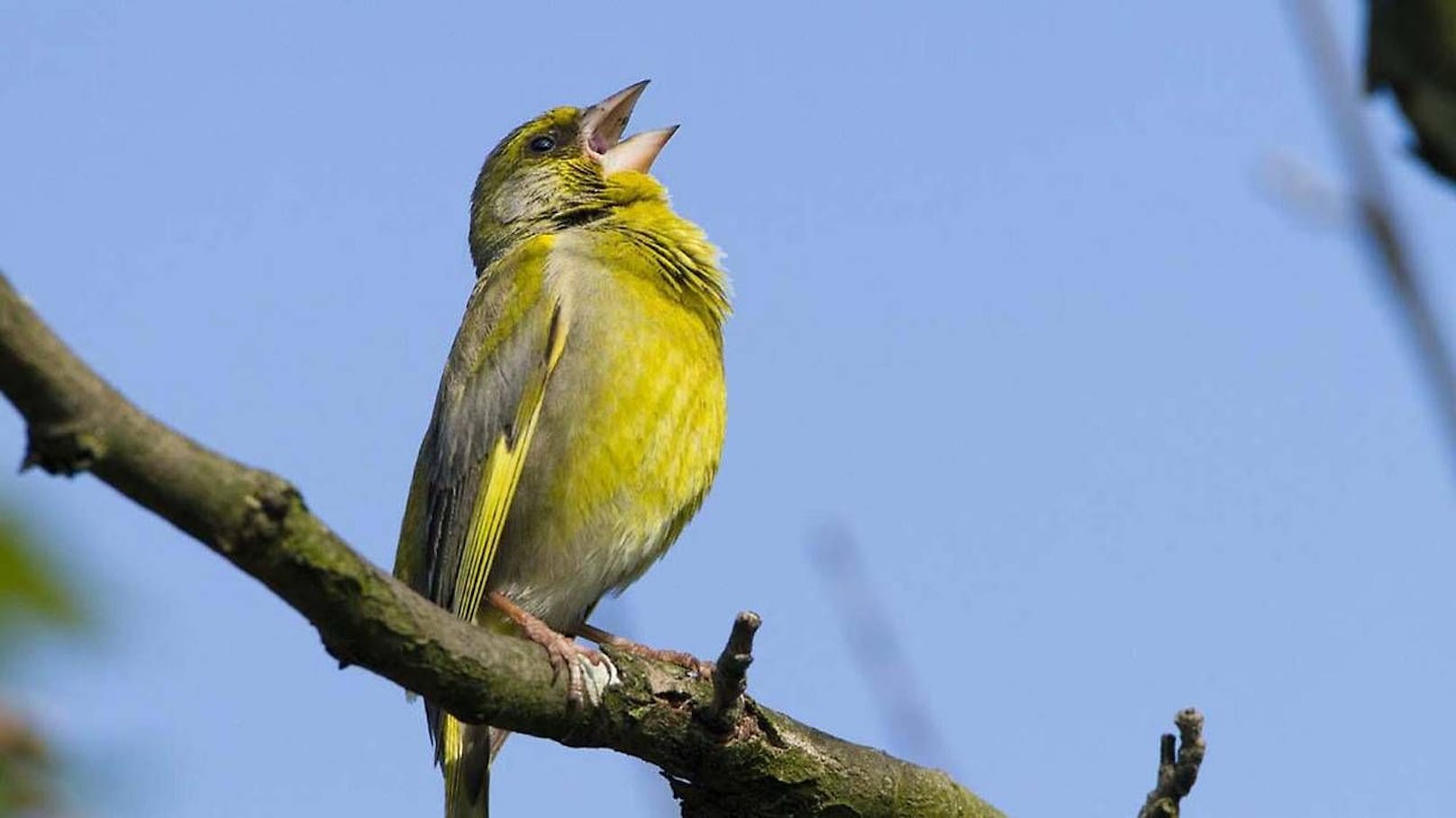 Vögel singen gegen Verkehrslärm an