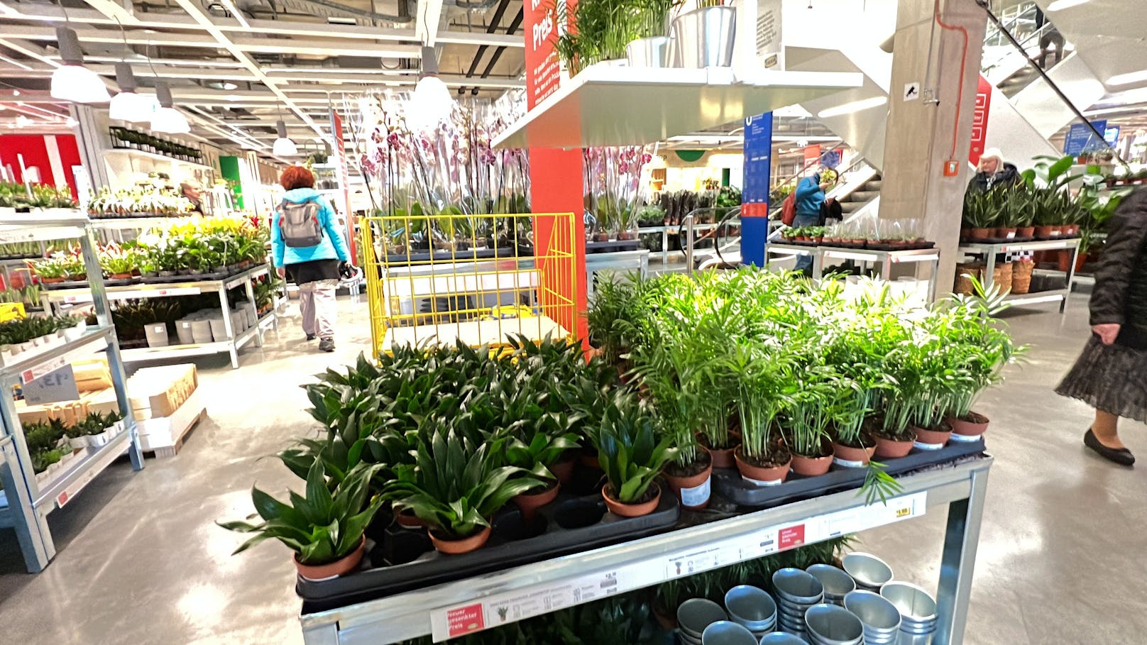 Bereits im letzten Jahr hat Ikea&nbsp;alle lebenden Pflanzen im Preis gesenkt.