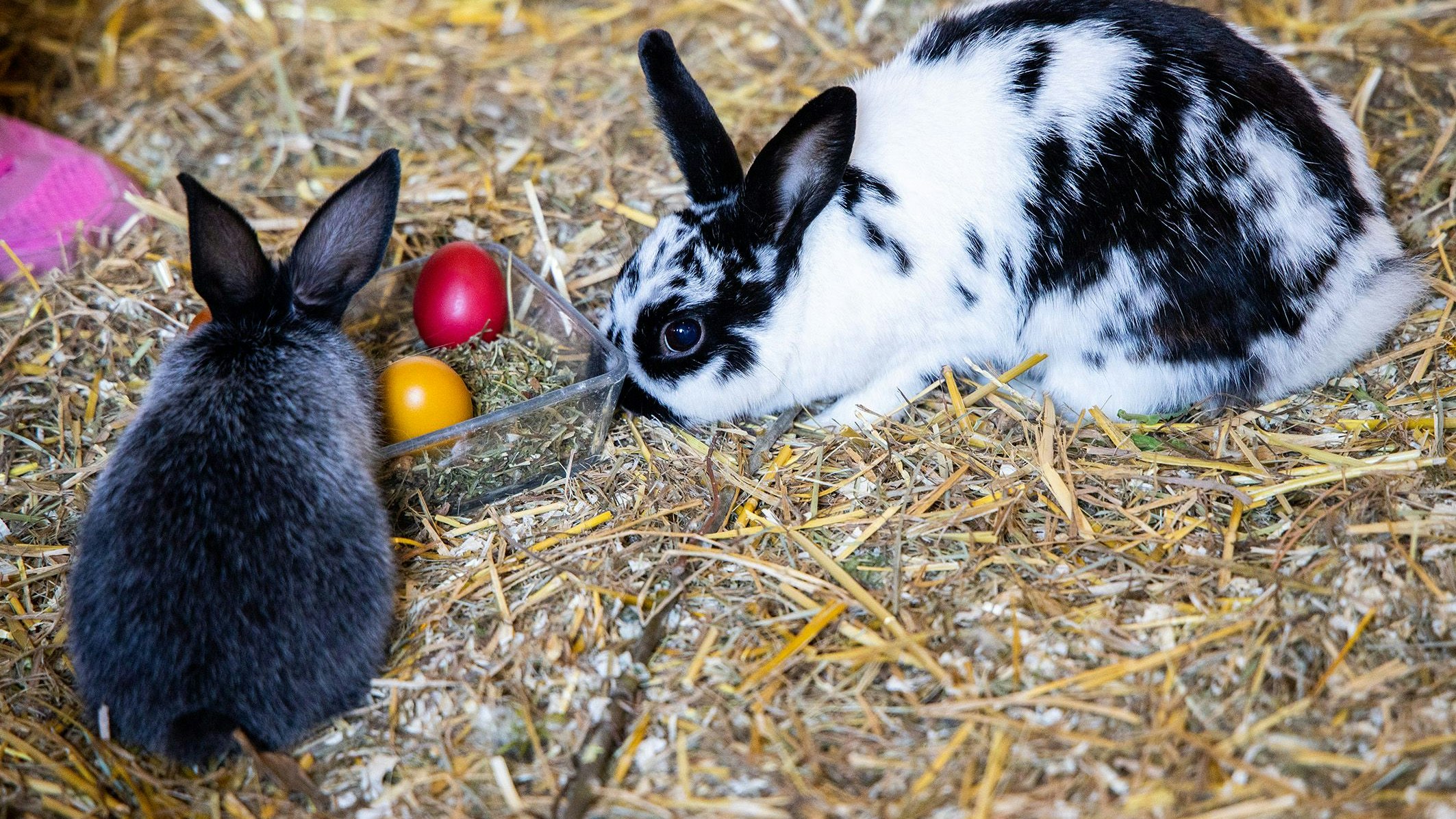 Blumengärten Hirschstetten können Kinder auf die Suche nach bunten Ostereiern gehen.