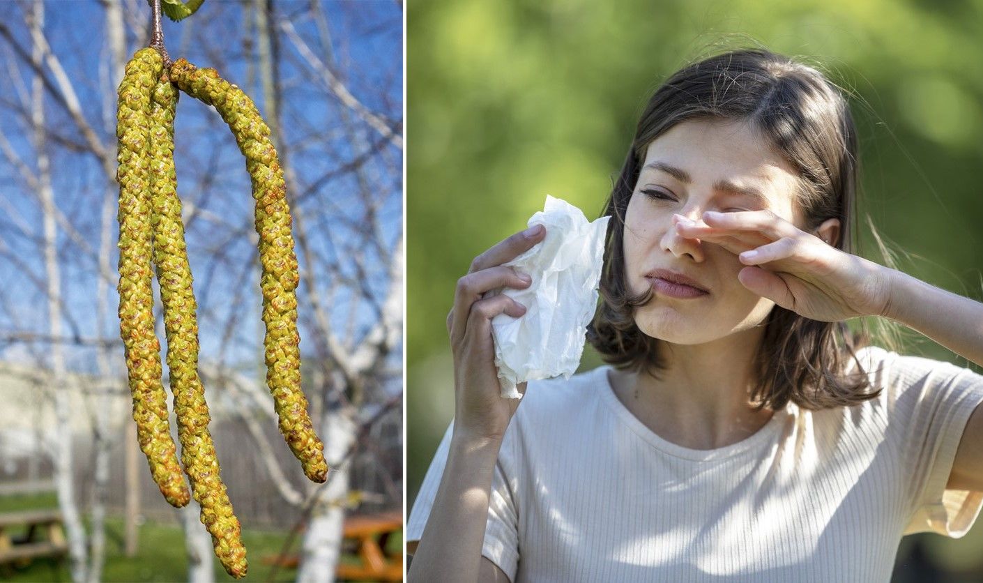 Die Birkenblüte beginnt.