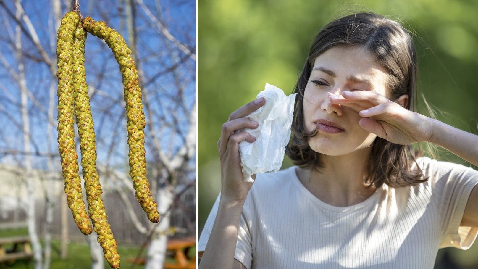 Allergiker-Albtraum! Birkenblüte in den Startlöchern