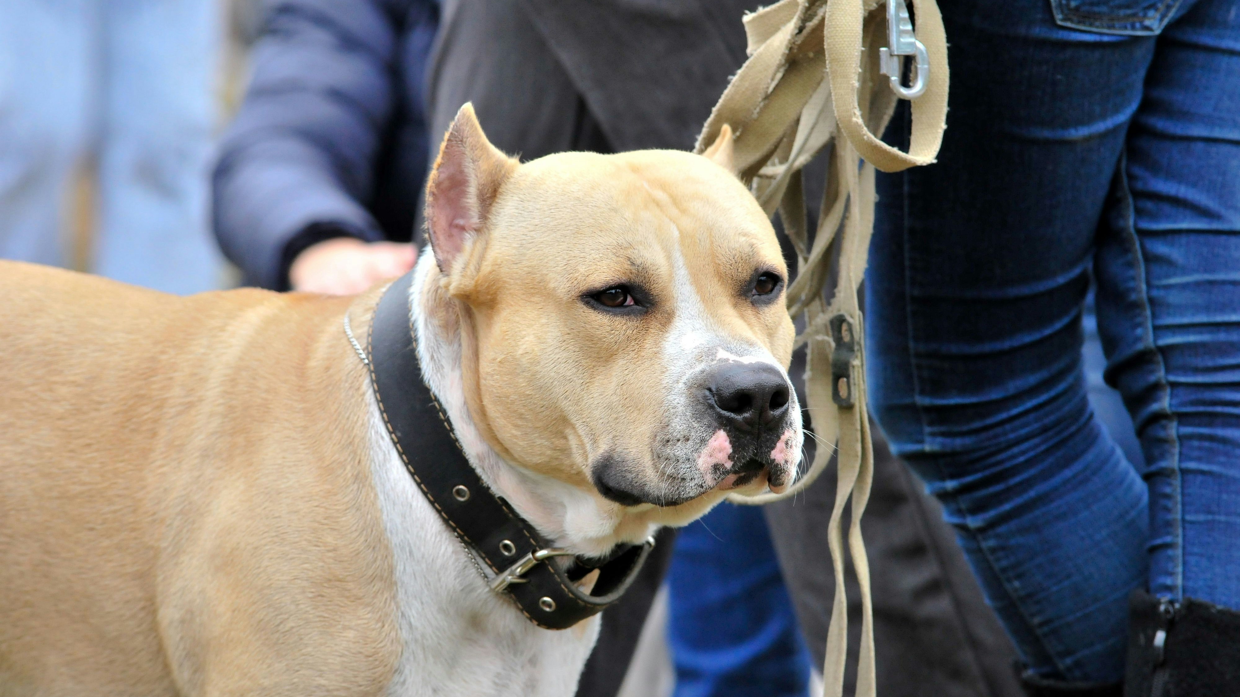 Der Staffordshire Terrier riss sich los. (Symbolbild)