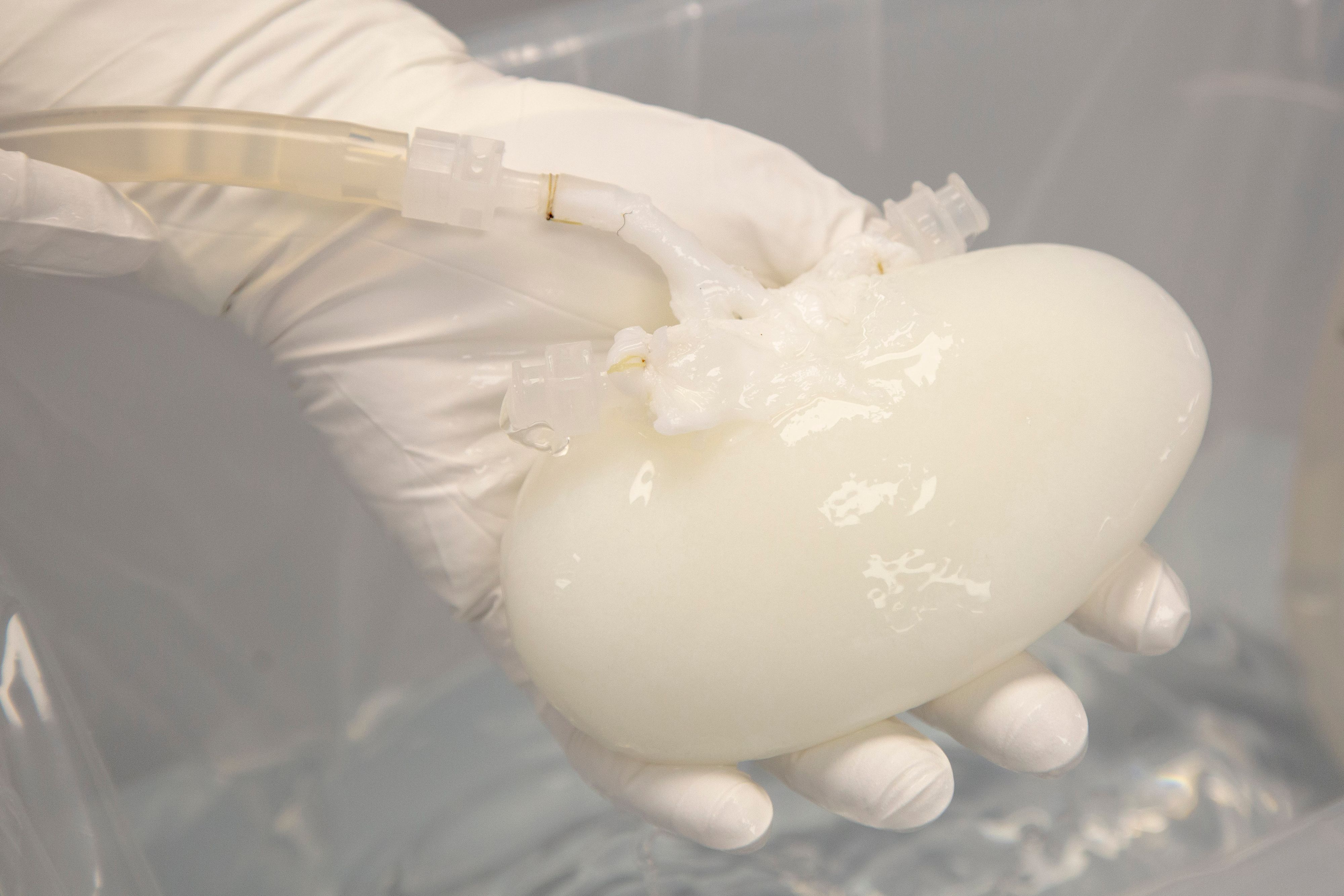 In den USA bekam Richard Slayman als erster Mensch eine modifizierte Schweineniere eingesetzt. (Symbolbild)