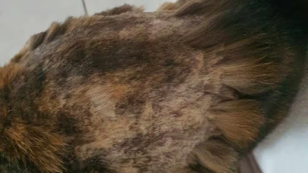 "Frieda" musste geschoren werden, weil der Klebstoff steinhart wurde. 