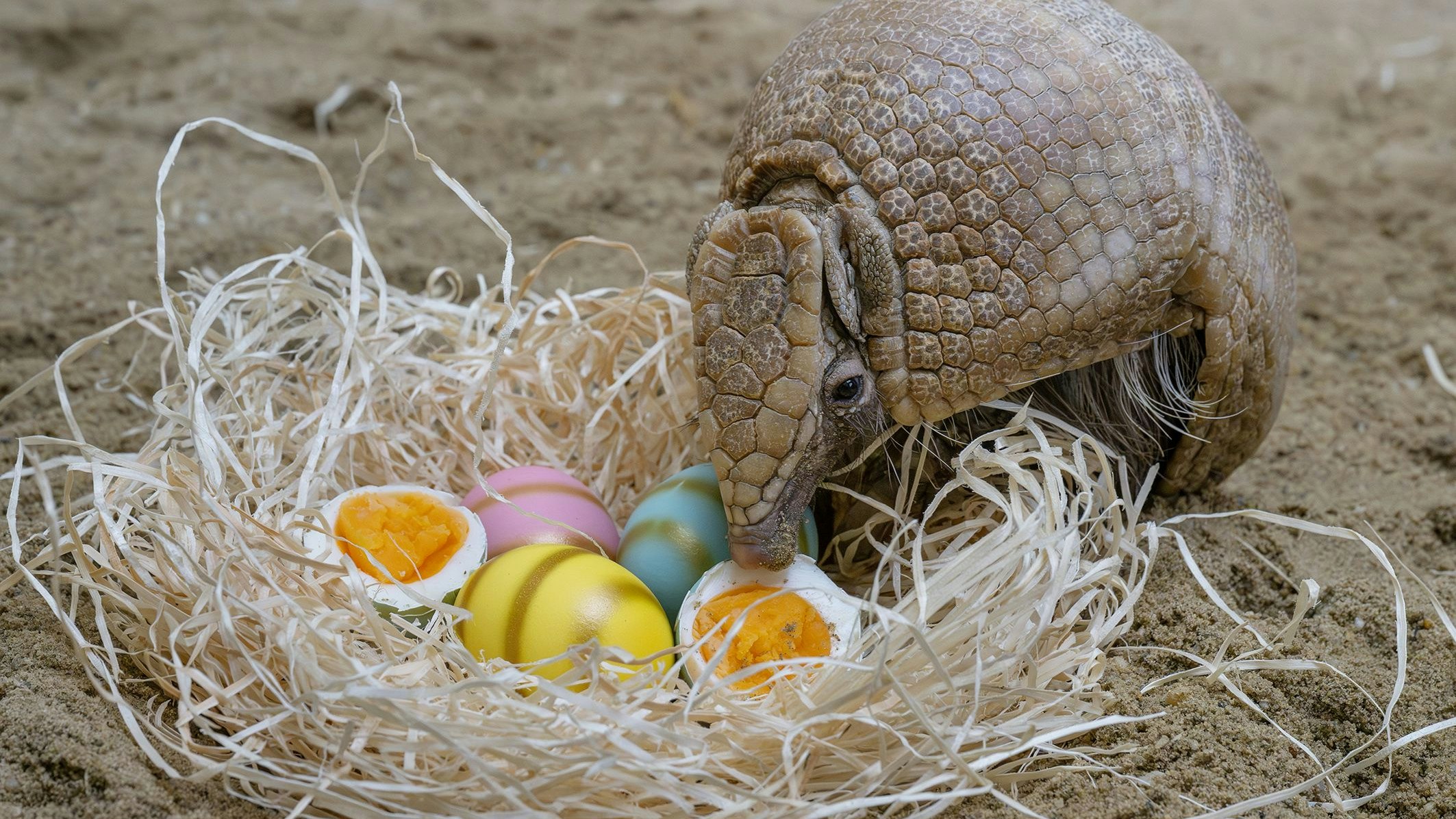 Kugelgürteltier mit seiner Osterjause im Tiergarten Schönbrunn. 