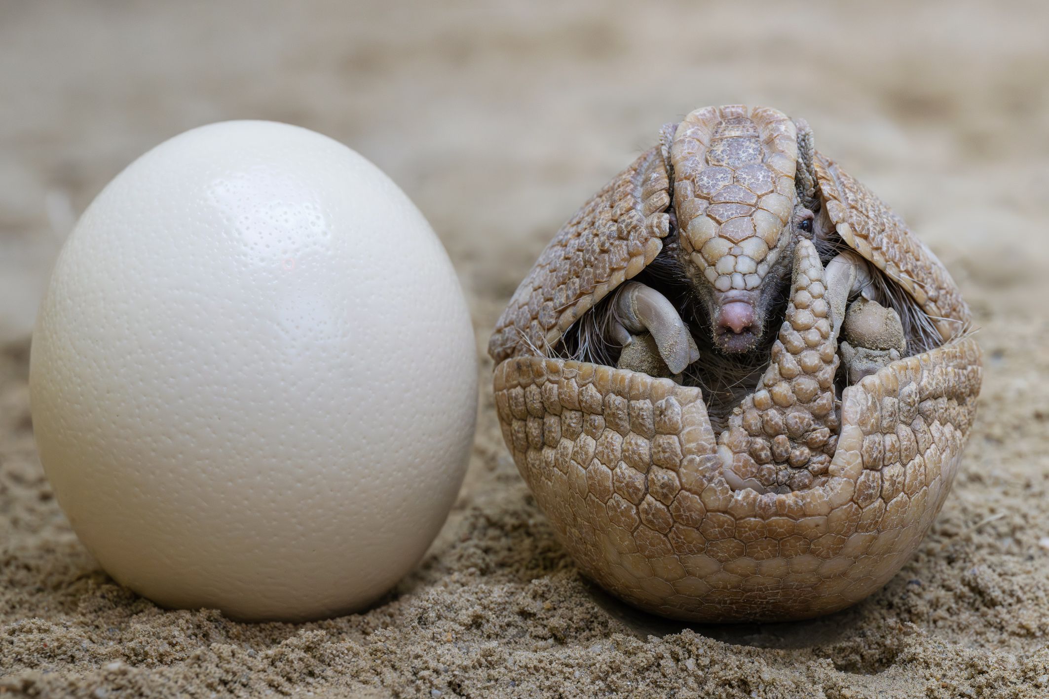 In Schönbrunn wurde ein Kugelgürteltier mit einem Osternestchen überrascht.&nbsp;