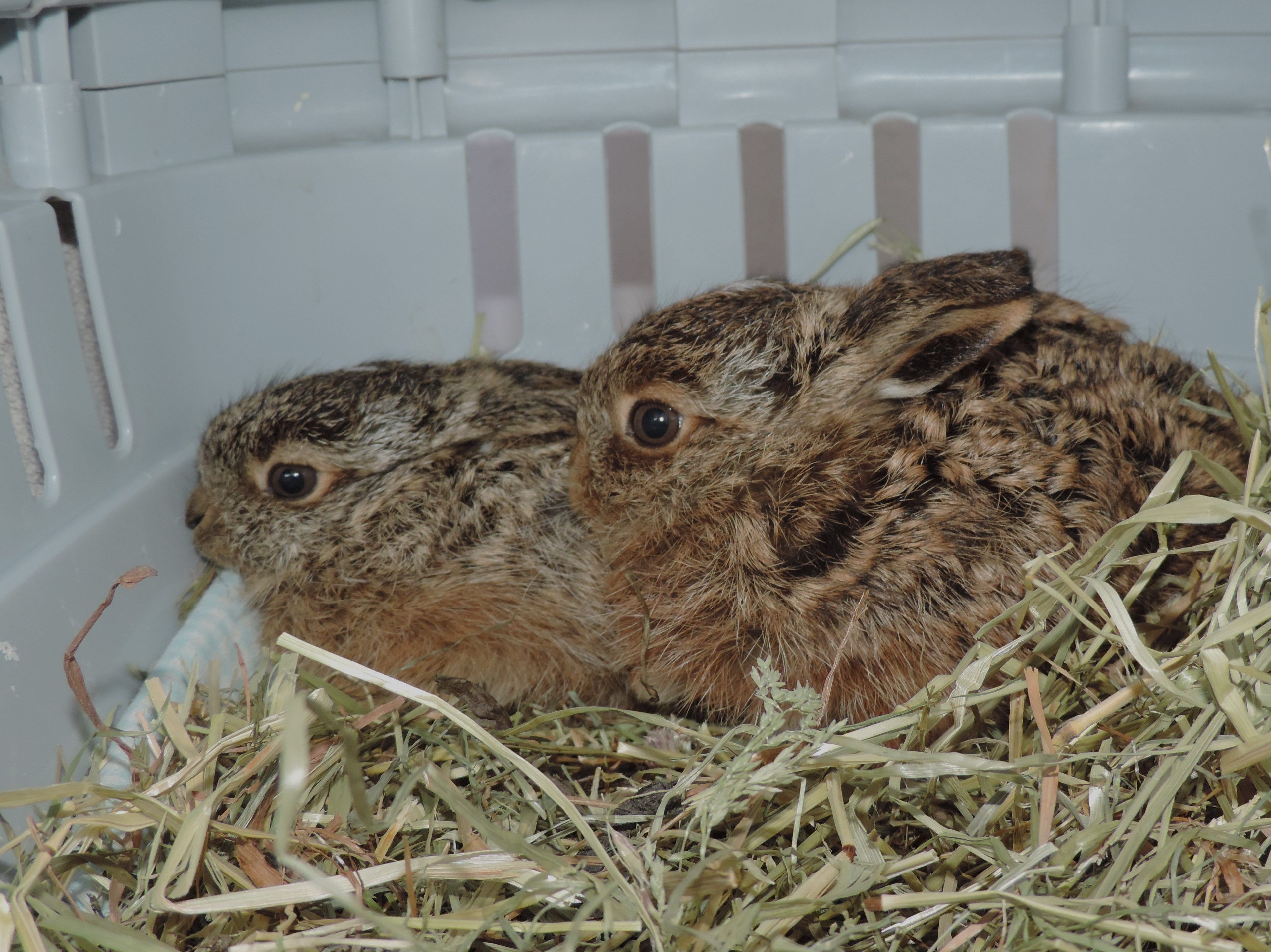 Zwei Hasenbabys wurden aus einer Baugrube im Bezirk Gänserndorf gerettet.&nbsp;