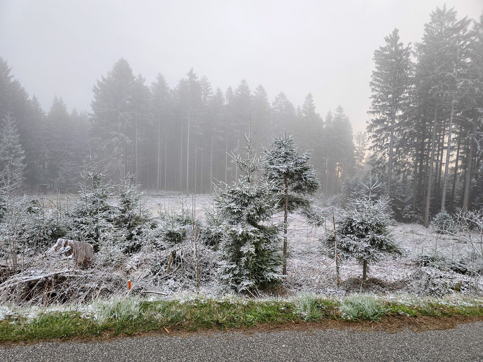 Der Winter hat sich zurückgemeldet: angezuckerter Wald im Mühlviertel.