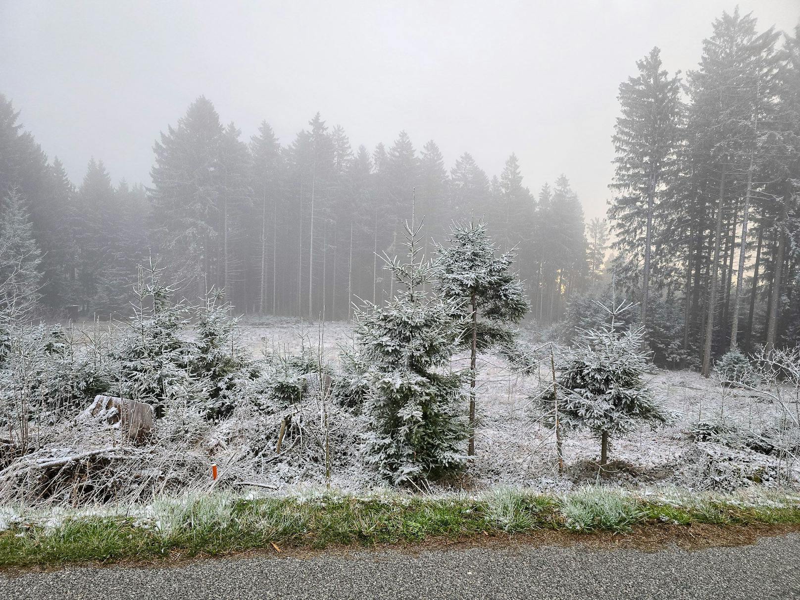 Schneefall am Palmsonntag in Oberösterreich (24. März 2024)