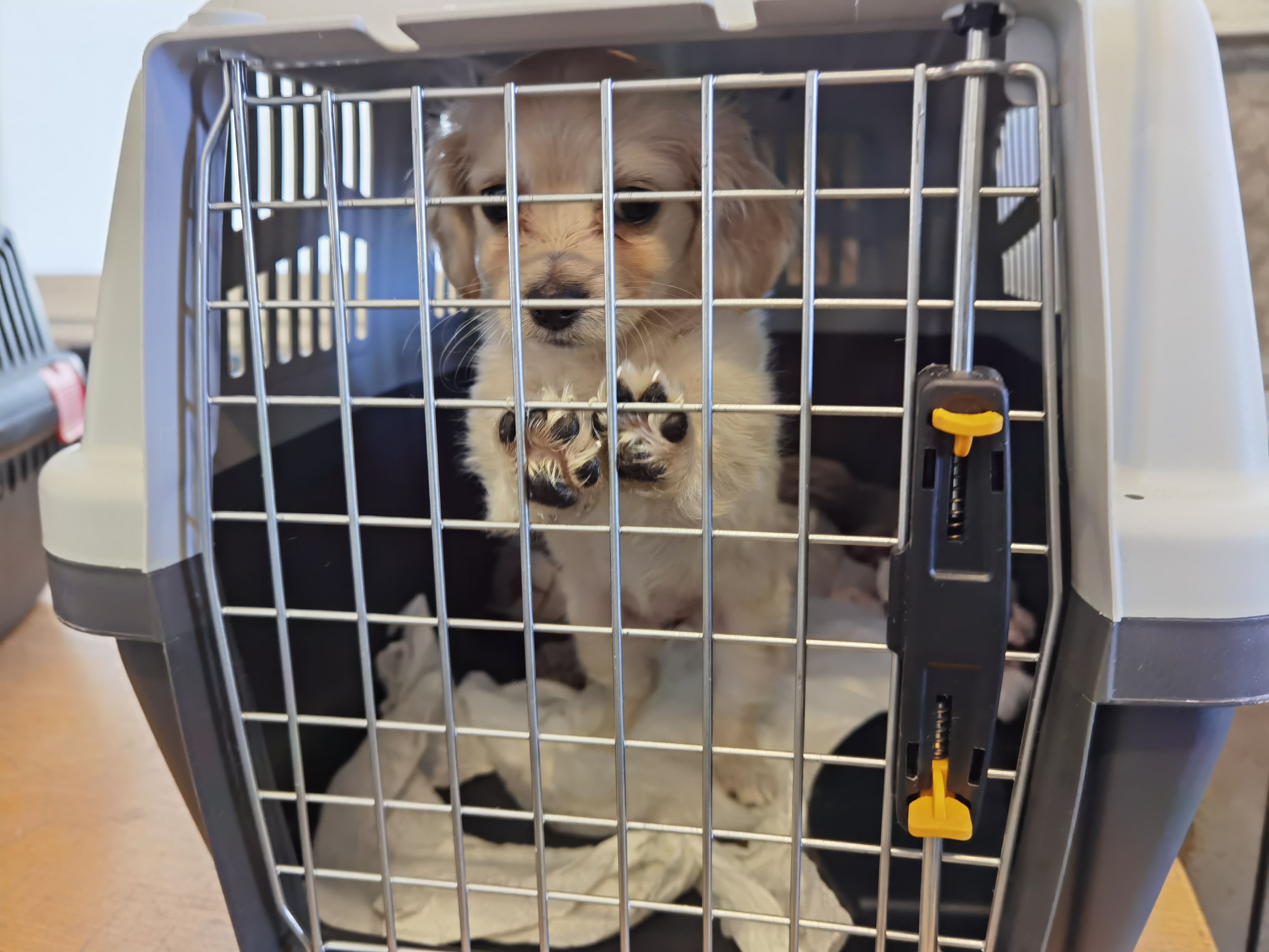 Insgesamt 118 geschmuggelte Hunde und Katzen konnte der Zoll im vergangenen Jahr aufgreifen.