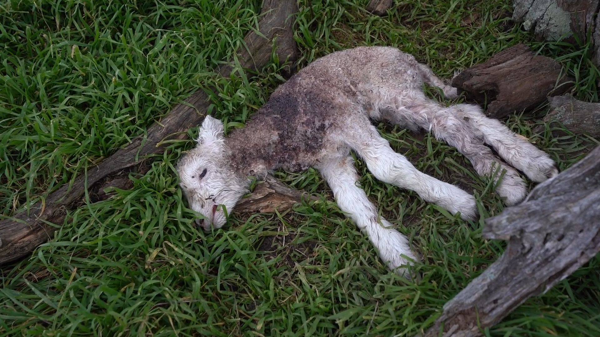 Australische Lämmchen überleben kaum.