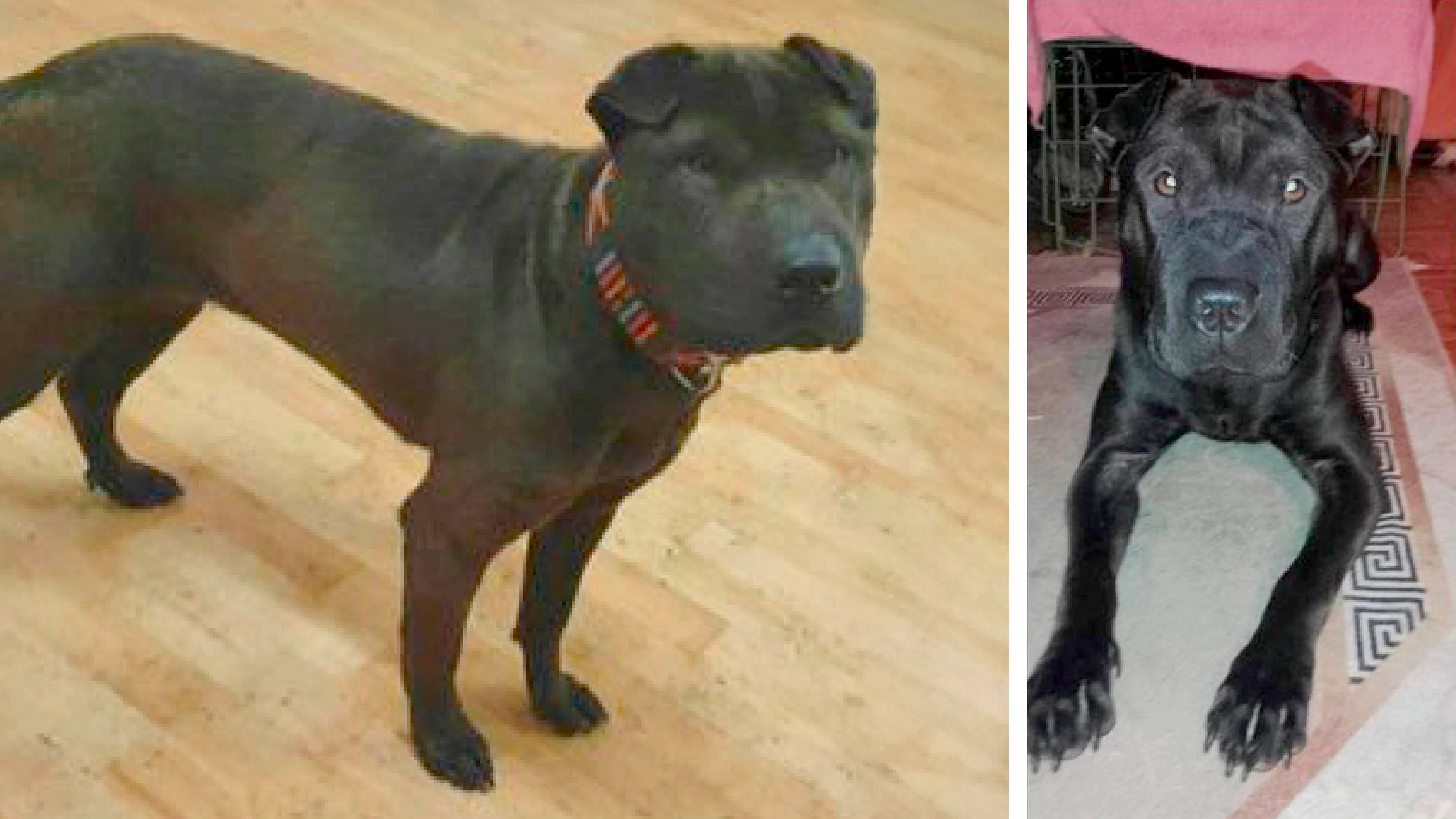 Hündin Saba ist vor fast einem Monat in Wien-Hernals ausgebüxt und seitdem nicht mehr gesehen worden. Die Hunde-Such-Hilfe bittet um Hinweise.