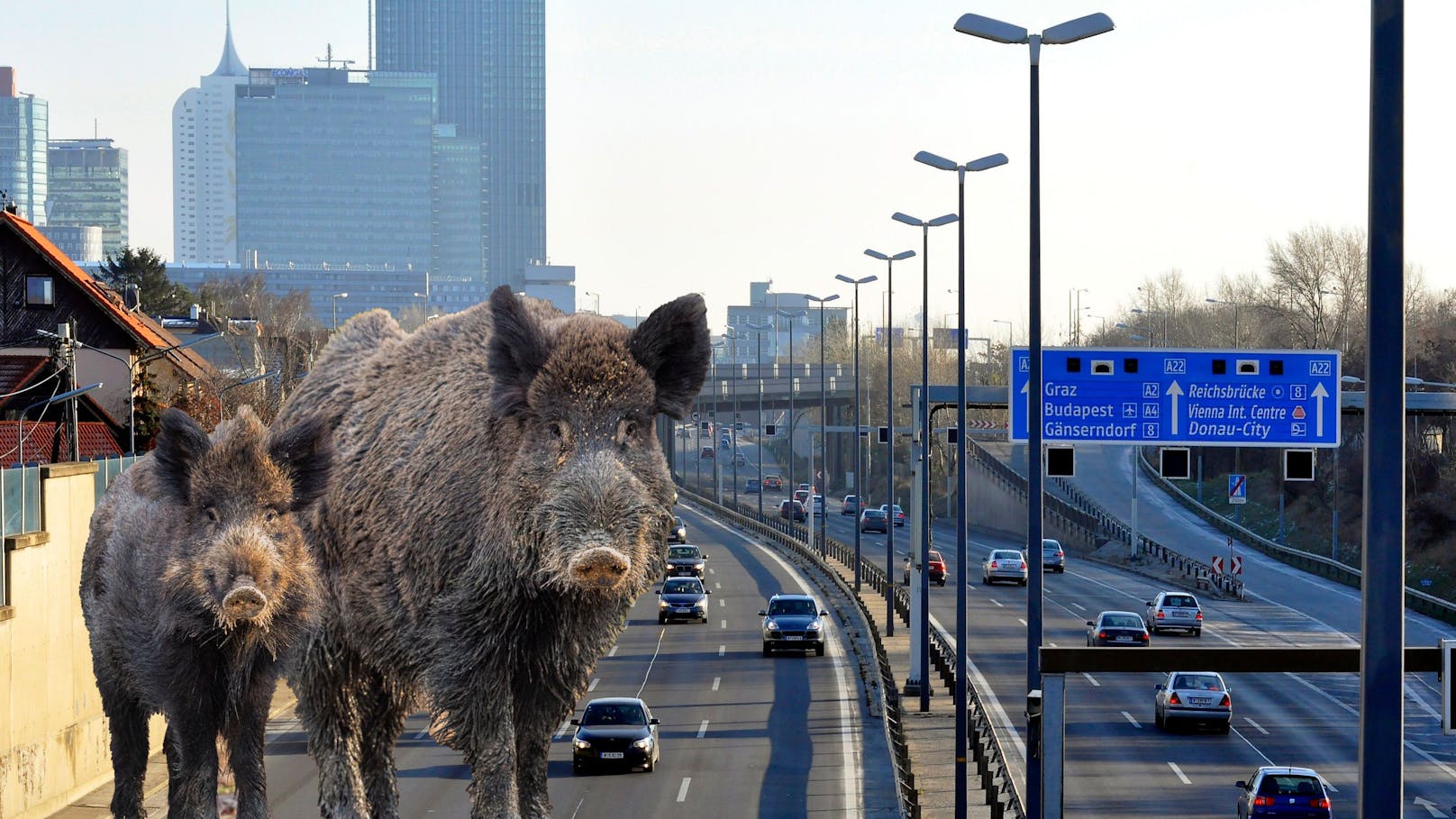 Wildschweine auf A22 in Wien! Hier ist Vorsicht geboten