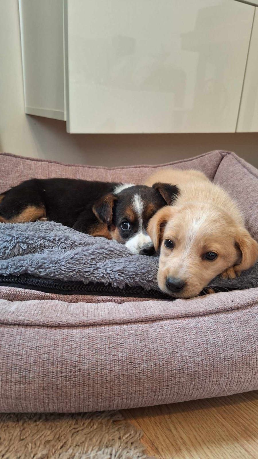 Die beiden herzigen Vierbeiner wurden einfach sich selbst überlassen. Die Pfottenretter halfen. 