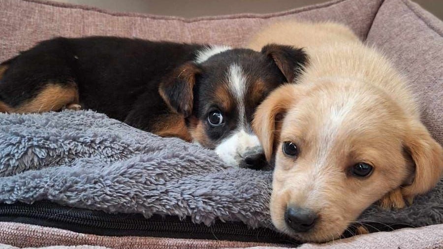 Die beiden herzigen Vierbeiner wurden einfach sich selbst überlassen. Die Pfottenretter halfen. 