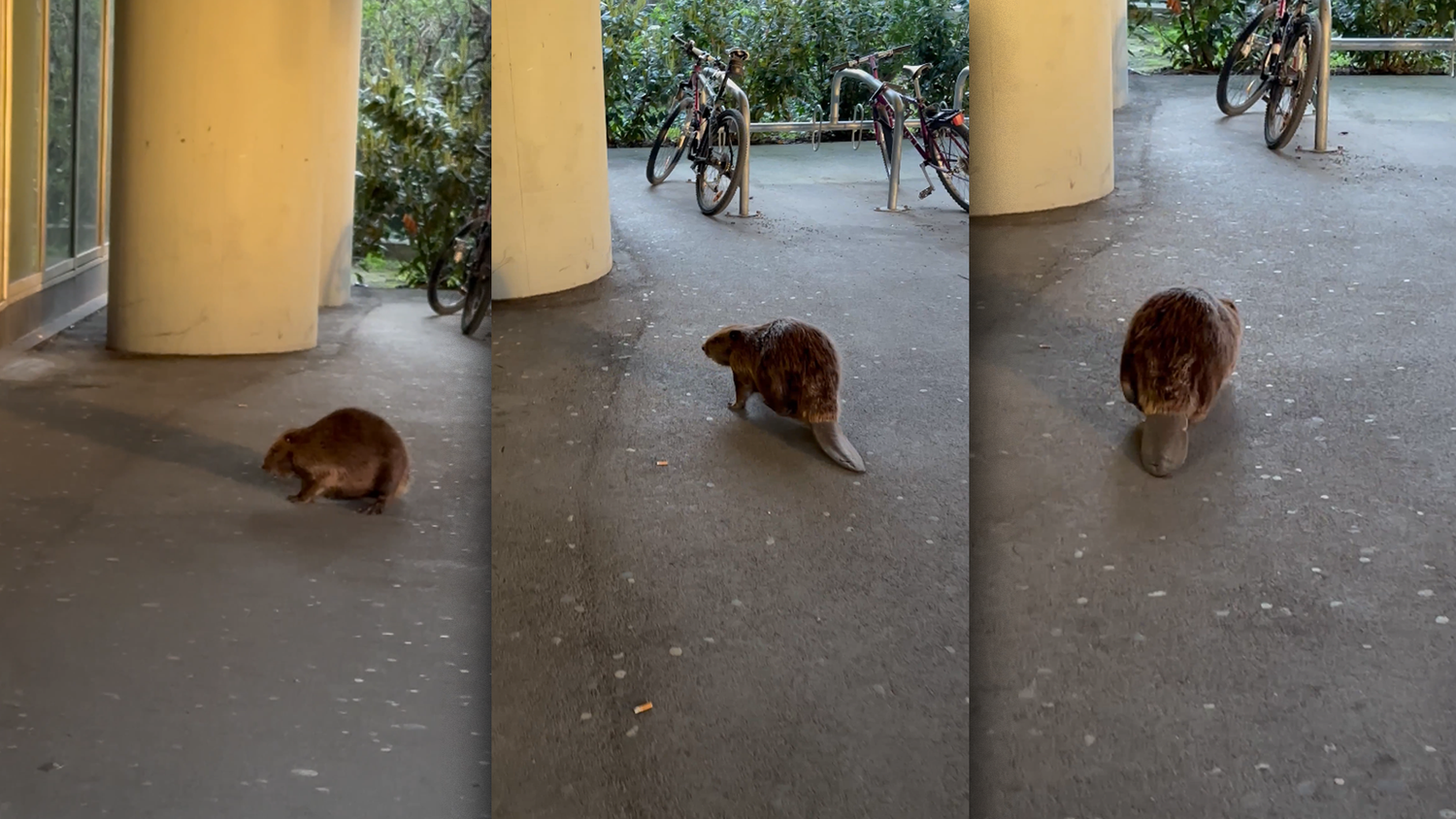 Eine Wienerin stieß unlängst auf einen Biber. Dieser schien weniger scheu zu sein.