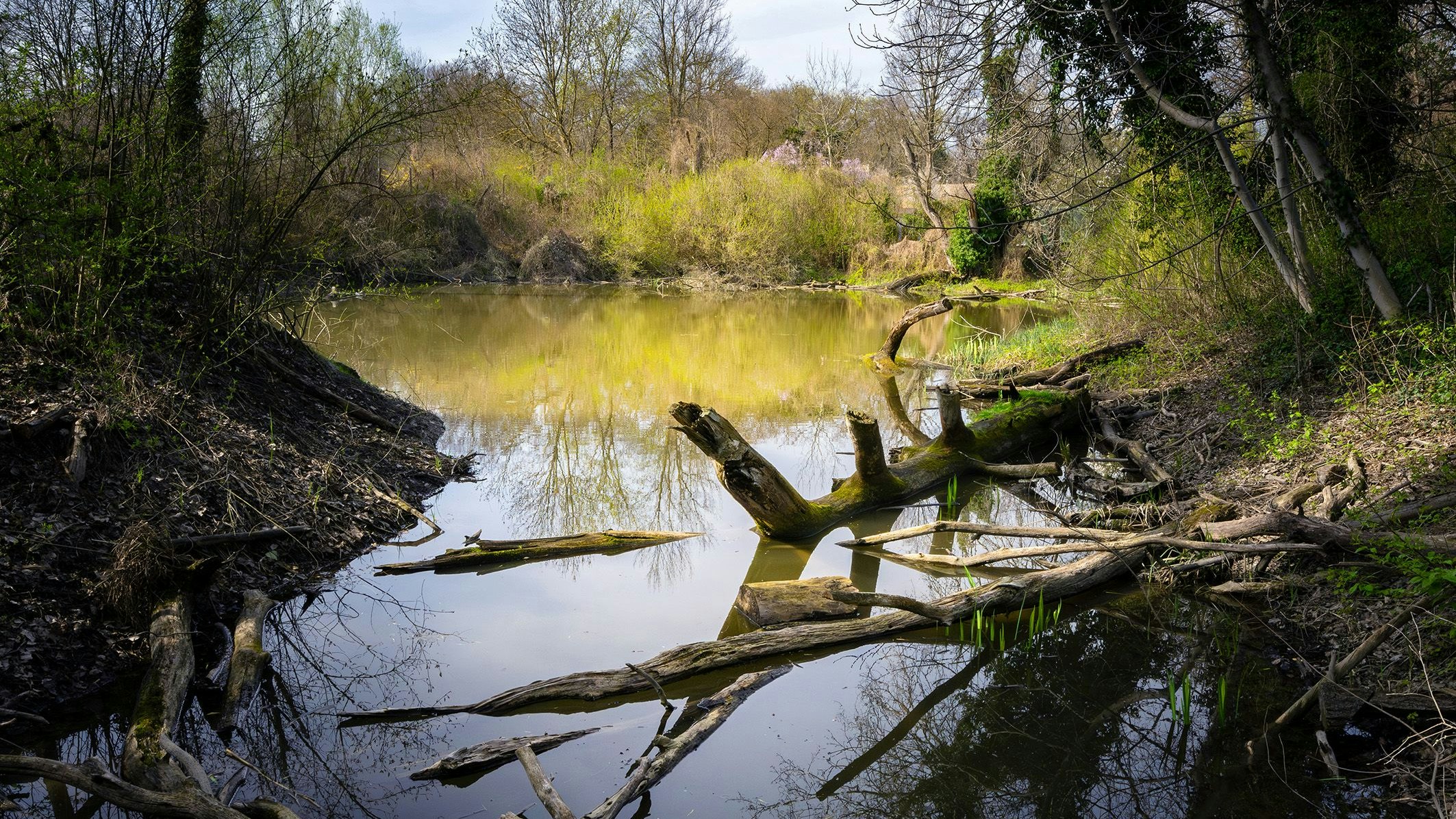 Der Nationalpark Donau-Auen bieten so vielen Lebewesen Schutz. Ein Naturjuwel! 