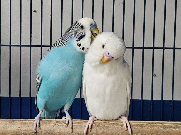 Lili & Maxi suchen ein gemeinsames Liebesnest für immer!