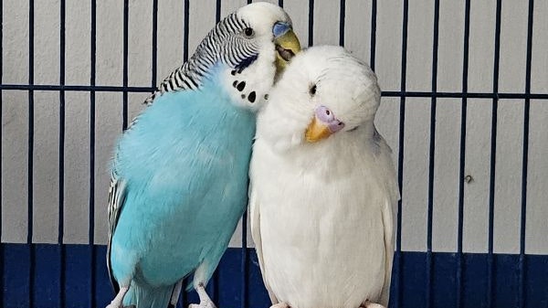 Lili & Maxi suchen ein gemeinsames Liebesnest für immer!