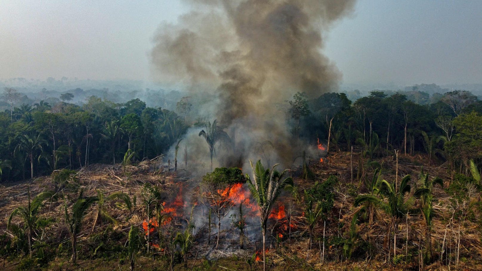 Brandrodung und Abholzung gefährden den Feuchtigkeitshaushalt des Amazonas-Regenwaldes, er droht zu versteppen.