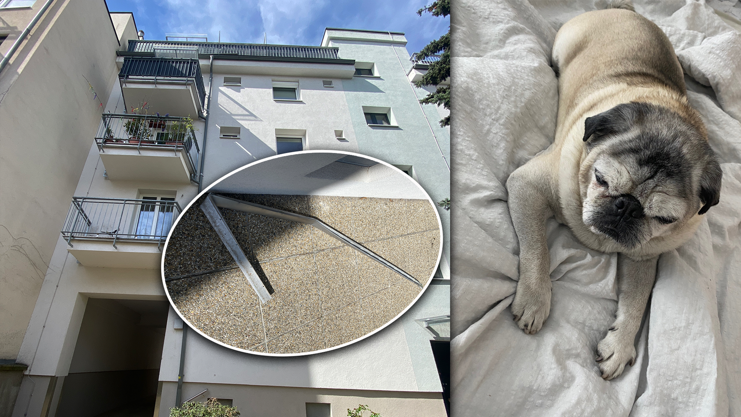 Eine Hundedame wurde am Dienstagvormittag beinahe von einem Blechstück des Wohnhauses erschlagen.