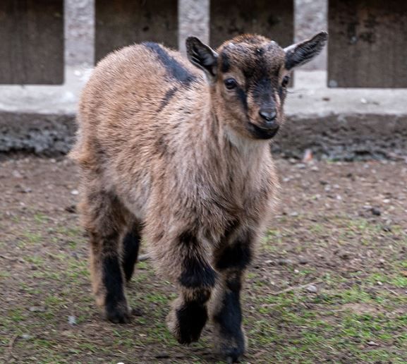 Bei den Zwergziegen im Hammerpark St. Pölten gibt es süßen Nachwuchs.